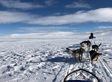 Husky Tours Lapland in Svappavaara